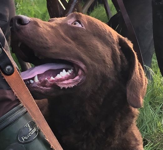 Otterupdyst 2021 Choko.jpg